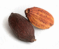 Cacao