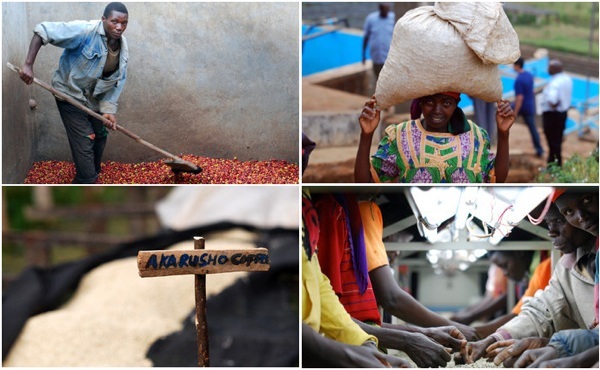 café izuba 100% Bourbon Rouge burundi