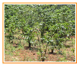 caf� vert � la vente pour torr�facteur - MaxiCoffee est fournisseur importateur de caf� vert