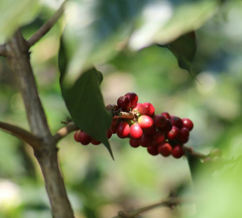Green Coffee Beans - Atitlan Region Guatemala - Washed - 2 x 500g image number 1