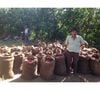 Ground coffee for Hario/Chemex coffee makers : El Salvador - Finca Villa Galicia Honey - 250g - Caf&eacute;s Lugat image number 3