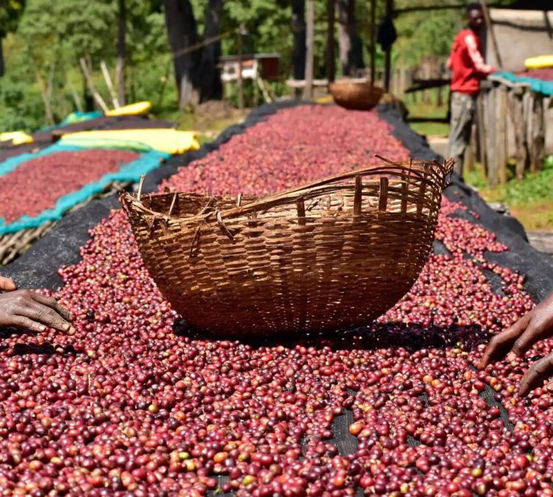 200 g - Caf&eacute; en grain - Ethiopie Biloya - LUGAT image number 5
