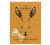 Caf&eacute;-Tasse - 16 ovetti di cioccolato al latte e speculoos image
