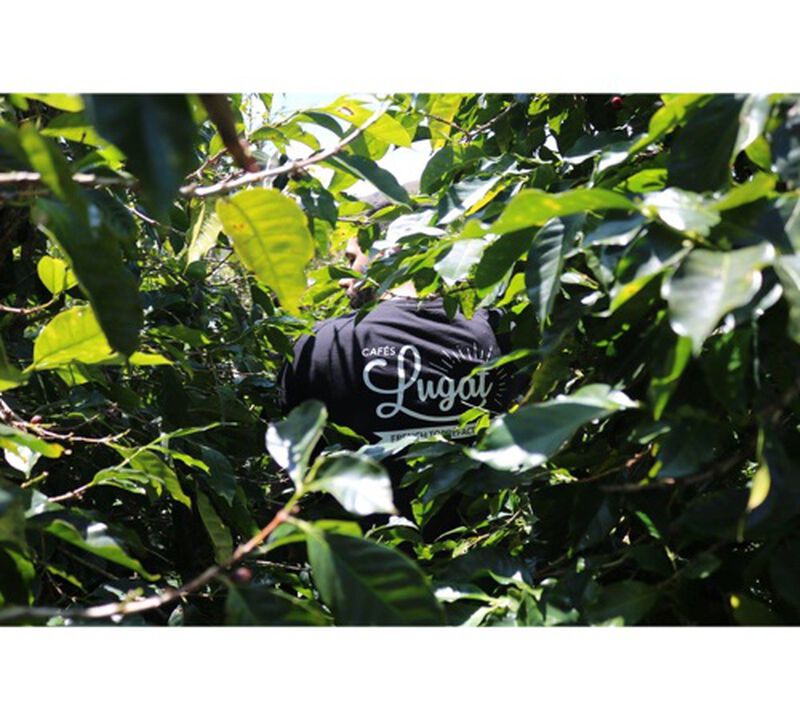 Lugat - Caff&egrave; macinato - Pack Slow Coffee -  4 x 250 g image number 1