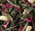 Miss Dammann loose leaf flavoured green tea - 100g - Dammann image