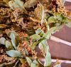Horae Organic Flowering Tea Field Flowers x 2 image number 6