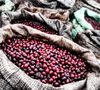 Organic Green Coffee Beans From Mexico Altura Region - Water Decaffeinated - 2 x 500g image number 1