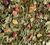 Mat&eacute; Vert Citron Cerise - Vrac 100 g - DAMMANN FR&Egrave;RES image