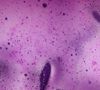 N&uuml;Morning Ube Latte - Super Food Latte - 125g image number 1
