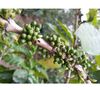 Ground coffee for Hario/Chemex coffee makers : El Salvador - Finca Villa Galicia Honey - 250g - Caf&eacute;s Lugat image number 2