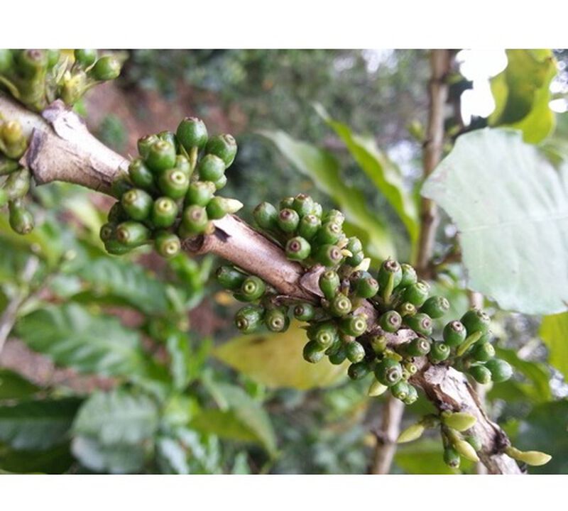 Ground coffee for Hario/Chemex coffee makers : El Salvador - Finca Villa Galicia Honey - 250g - Caf&eacute;s Lugat image number 2