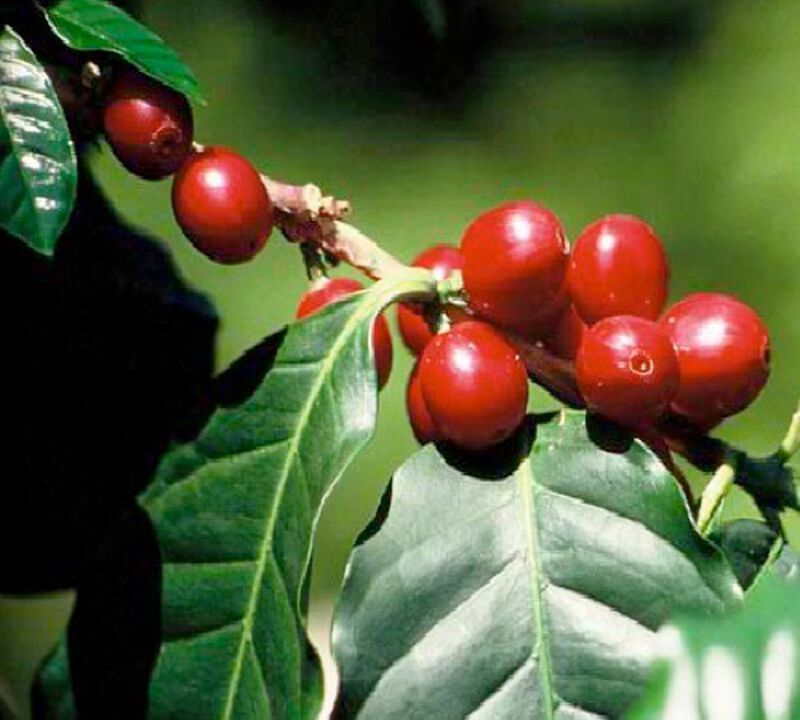 Caf&eacute;s Lugat Coffee Beans Malabar from India - 1kg image number 3