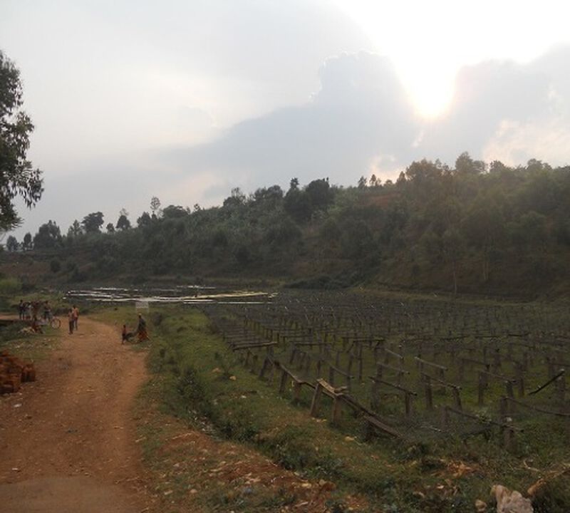 Environmentally friendly Kibingo coffee - Kayanza Region - Burundi - 1kg image number 1