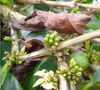 Caf&eacute;s Lugat Coffee Beans Malabar from India - 1kg image number 2