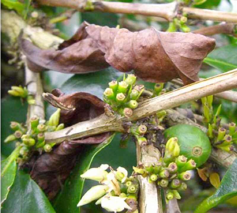 Caf&eacute;s Lugat Coffee Beans Malabar from India - 1kg image number 2