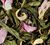 Nuit &agrave; Versailles loose leaf flavoured green tea - 100g loose leaf  - Dammann image