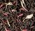 Dammann Fr&egrave;res Loose Leaf Christmas Black Tea No&euml;l &agrave; Paris - 100g image