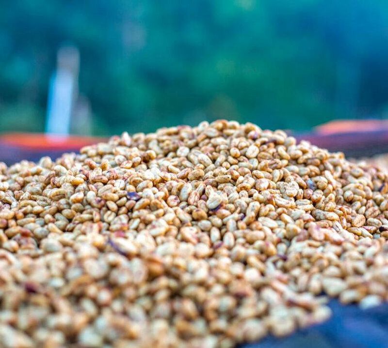 Green Coffee Beans - Sidama Region Ethiopia - Washed - 2 x 500g image number 1