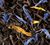 Th&eacute; Noir Jardin Bleu - Vrac 200 g - DAMMANN FR&Egrave;RES image