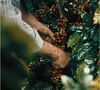 4 x 250 g - Caf&eacute; en grain - Arabica S&eacute;lection Guatemala - ILLY image number 2