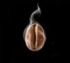 500 g - Caf&eacute; en grain - Colombia Huila - OQUENDO image number 1