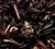 Th&eacute; Oolong Marrons Chauds - Vrac 100 g - COMPAGNIE & CO image