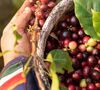 L'Or Coffee Beans Terres d'Afrique - 500g image number 2