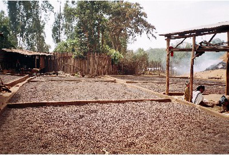 Lugat - Caff&egrave; in grani - Moka Nekemte Etiopia 250 g image number 5