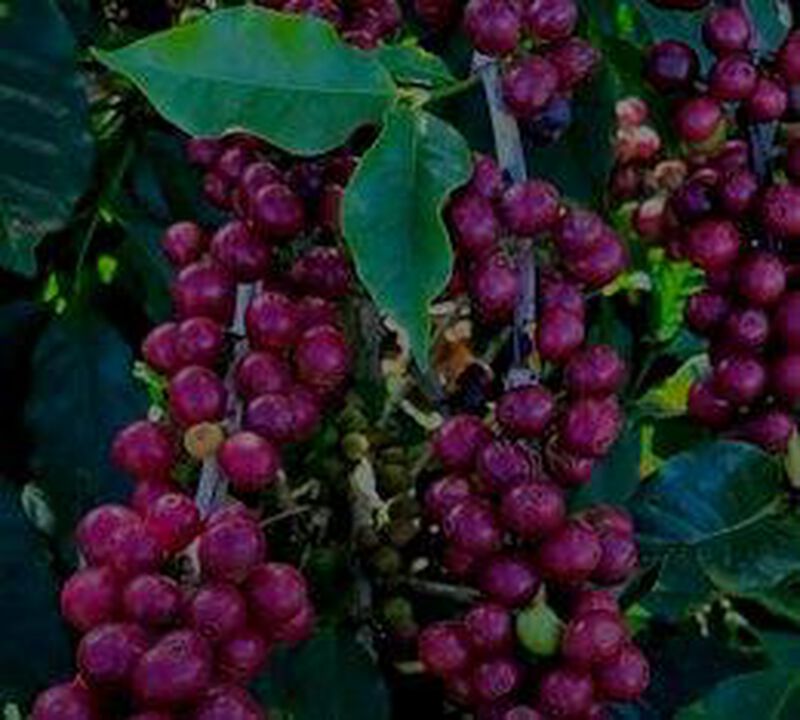 250 g - Caf&eacute; en grain - Das Almas - BONANZA COFFEE image number 2