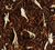 Rooibos Canissoun - Vrac 100 g - DAMMANN FR&Egrave;RES image