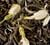 Th&eacute; Vert Jasmin Chung Hao - Vrac 100 g - DAMMANN FR&Egrave;RES image
