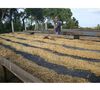 Ground coffee for Hario/Chemex coffee makers : El Salvador - Finca Villa Galicia Honey - 250g - Caf&eacute;s Lugat image number 1