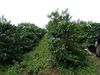 Ground coffee for moka pots: Cameroon - Oku - 250g - Caf&eacute;s Lugat image number 3