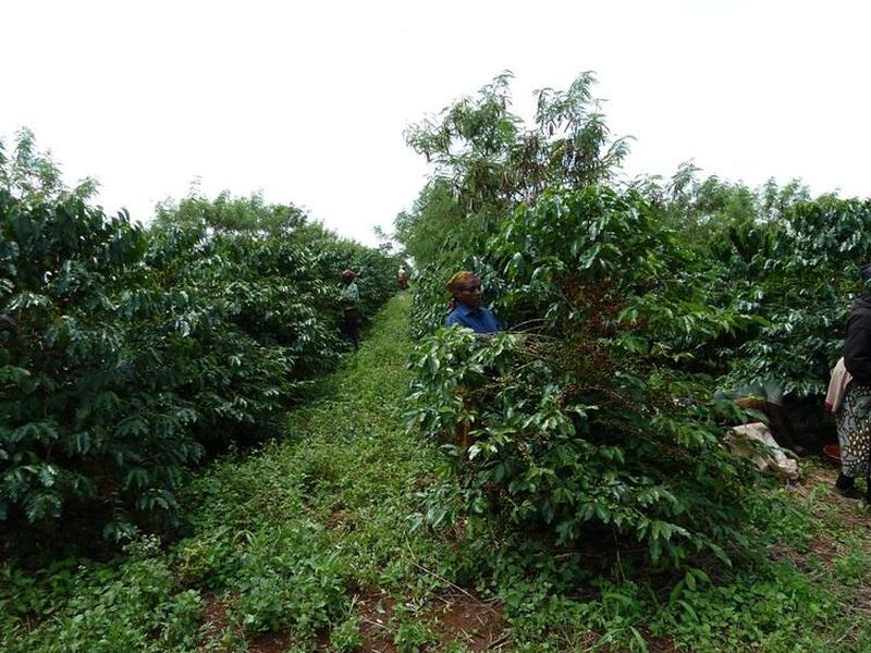 Ground coffee for moka pots: Cameroon - Oku - 250g - Caf&eacute;s Lugat image number 3