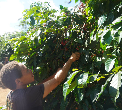 Lugat - Caff&egrave; in chicchi - Baro&iuml;da Estate - 200 g image number 4