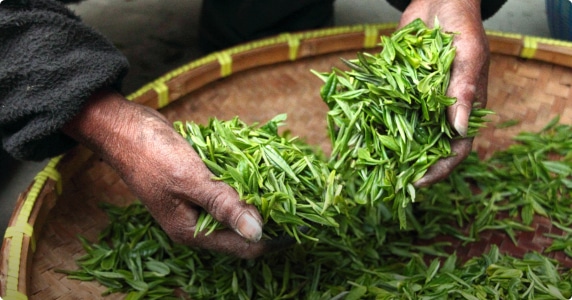 Grand Thé Vert Bio du Yunnan, Sachet de 500g, Qualité Premium