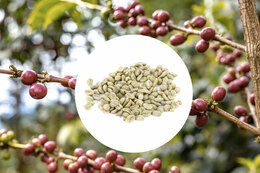 Green Coffee Beans - Sao Paulo Region Brazil - Natural - 1kg