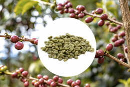 Granja La Esperanza green coffee - Colombia - 1kg
