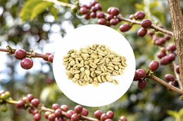 Monsooned Malabar AA green coffee beans from India - 1kg