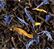 Thé noir en vrac Jardin Bleu - 100g - DAMMANN FRÈRES