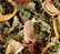 Dammann Frères \'Nuit à Versailles\' fruity herbal tea - 100g loose leaf