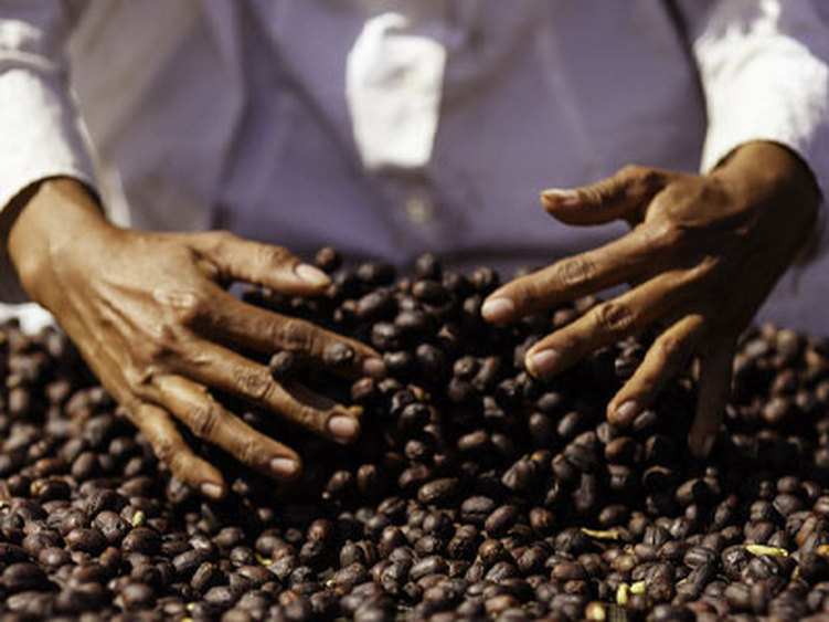 colombian coffee beans