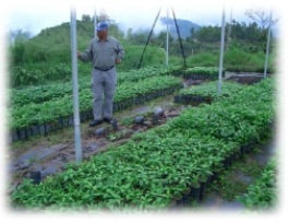 caf&eacute; en grains blue mountain