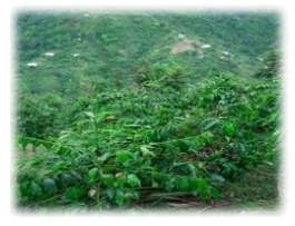 blue mountain jamaique