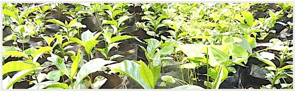 caf&eacute; Ethiopie