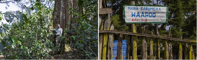 Caf&Atilde;&copy; grains bio Ethiopie