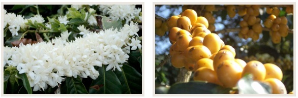 caf&eacute; en grains cup of excellence bresil