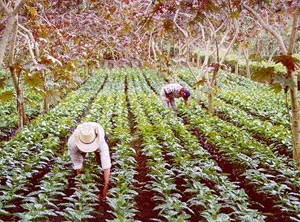 Caf&eacute; moulu pour cafeti&egrave;re haro/chemex