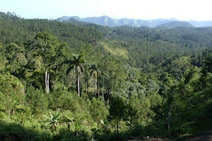 caf&eacute; moulu 100% arabica sierra maestra