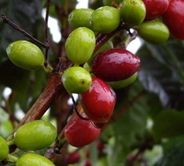 blue mountain jamaique